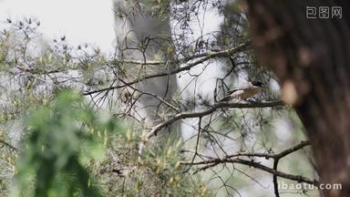 小鸟跳跃飞行燕子树木树干树枝